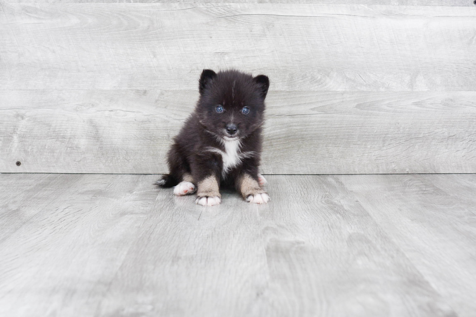 Fluffy Pomsky Designer Pup