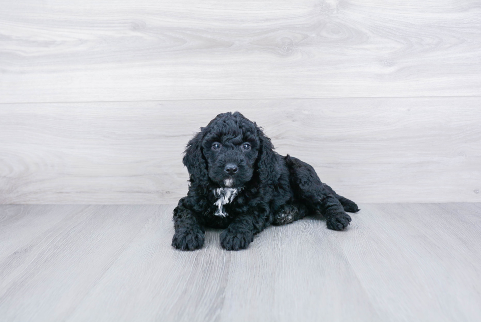 Hypoallergenic Golden Retriever Poodle Mix Puppy