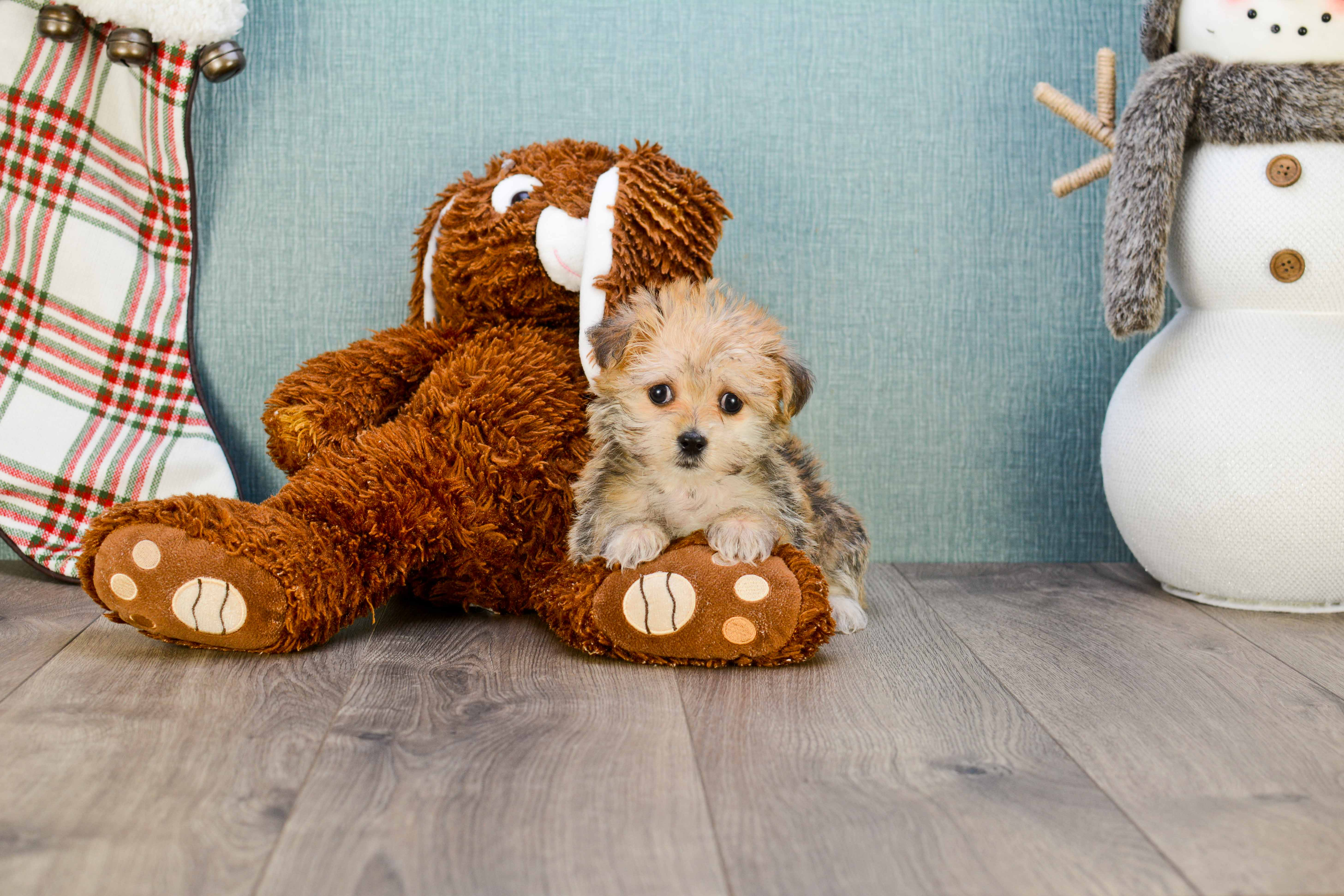 Best Morkie Baby
