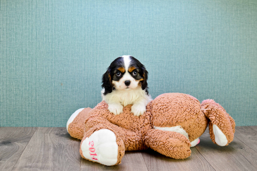 Friendly Cavalier King Charles Spaniel Baby