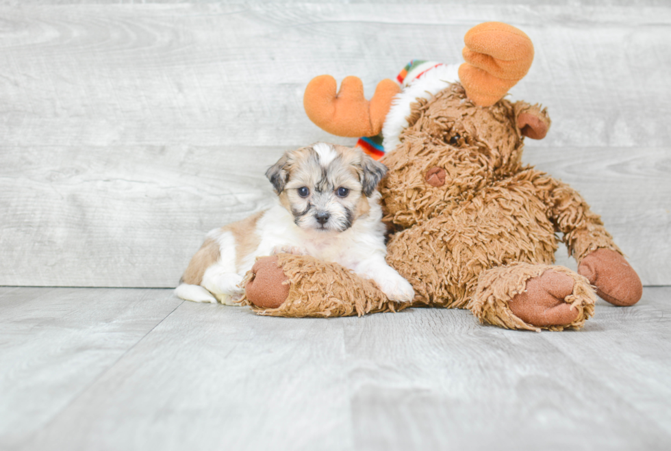 Friendly Teddy Bear Baby