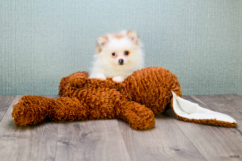 Pomeranian Pup Being Cute