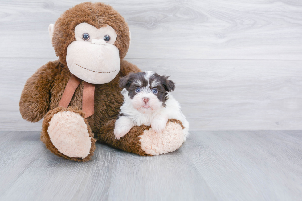 Adorable Havanese Purebred Puppy