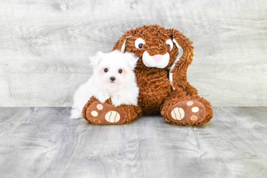 Hypoallergenic Maltese Baby