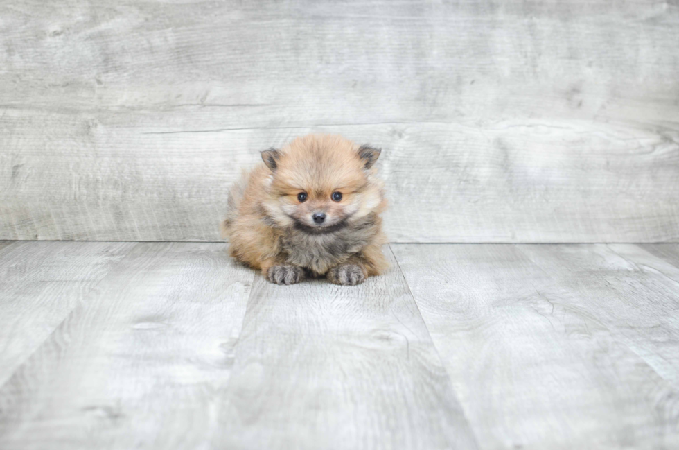 Smart Pomeranian Purebred Puppy