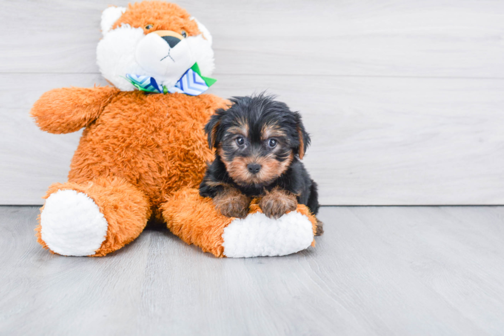 Meet Jeremy - our Yorkshire Terrier Puppy Photo 