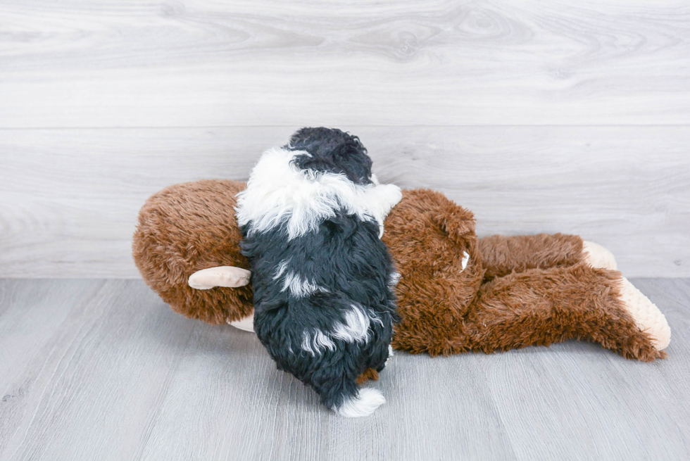 Havanese Pup Being Cute