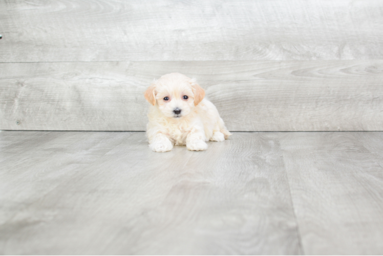 Best Maltipoo Baby