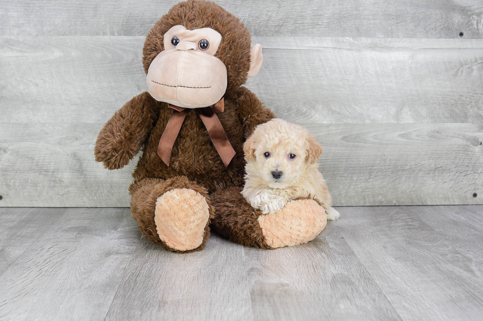 Popular Maltipoo Poodle Mix Pup