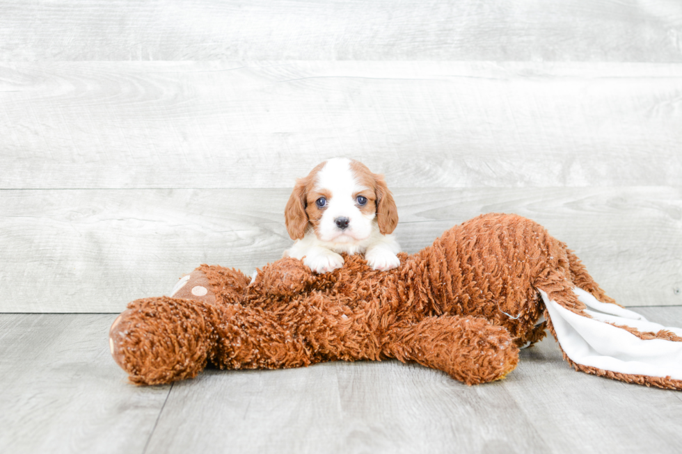 Cavalier King Charles Spaniel Puppy for Adoption