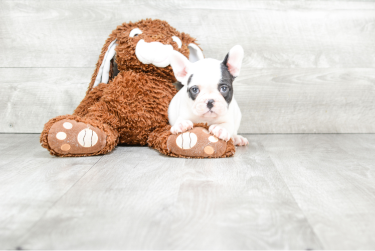 Energetic Frenchie Purebred Puppy