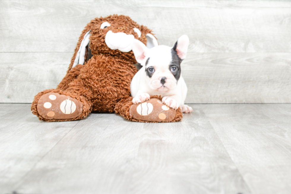 Energetic Frenchie Purebred Puppy