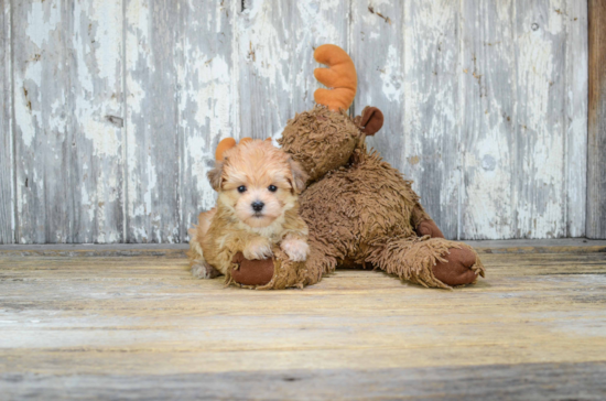 Popular Morkie Designer Pup