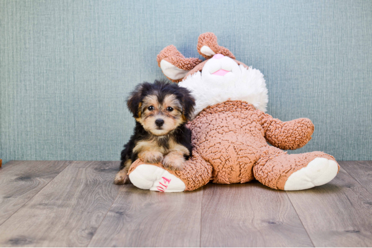 Morkie Pup Being Cute