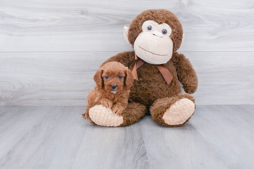 Cavapoo Pup Being Cute