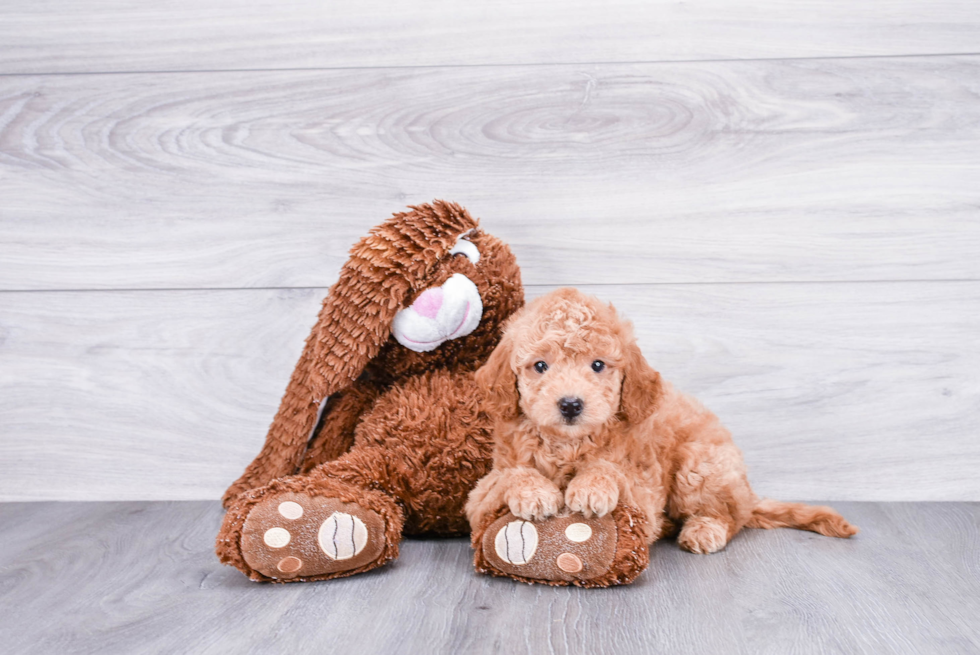 Cute Mini Goldendoodle Baby