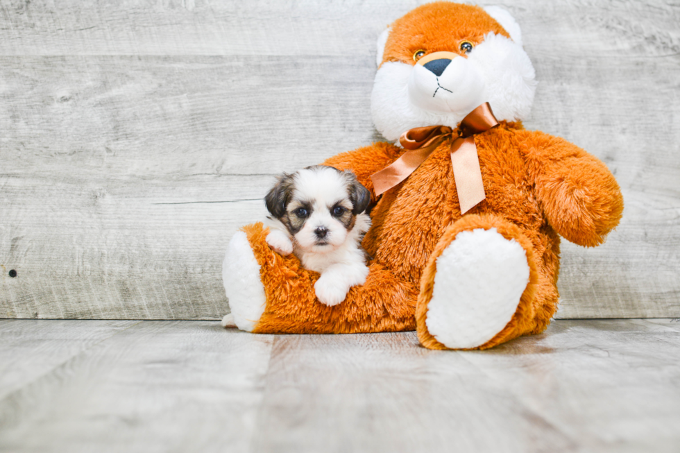 Energetic Shichon Designer Puppy