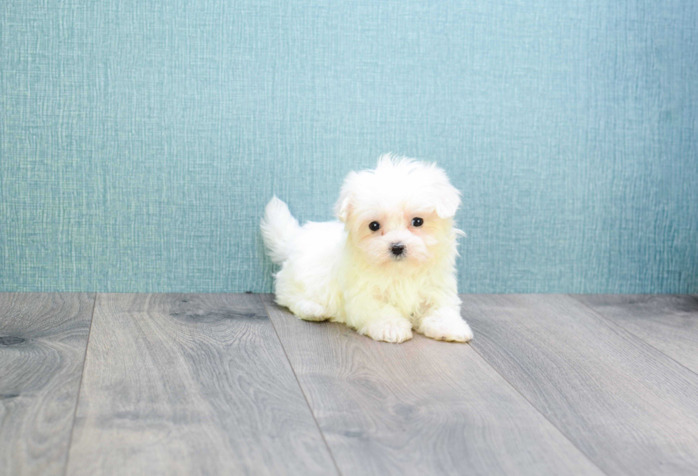 Petite Maltese Purebred Puppy