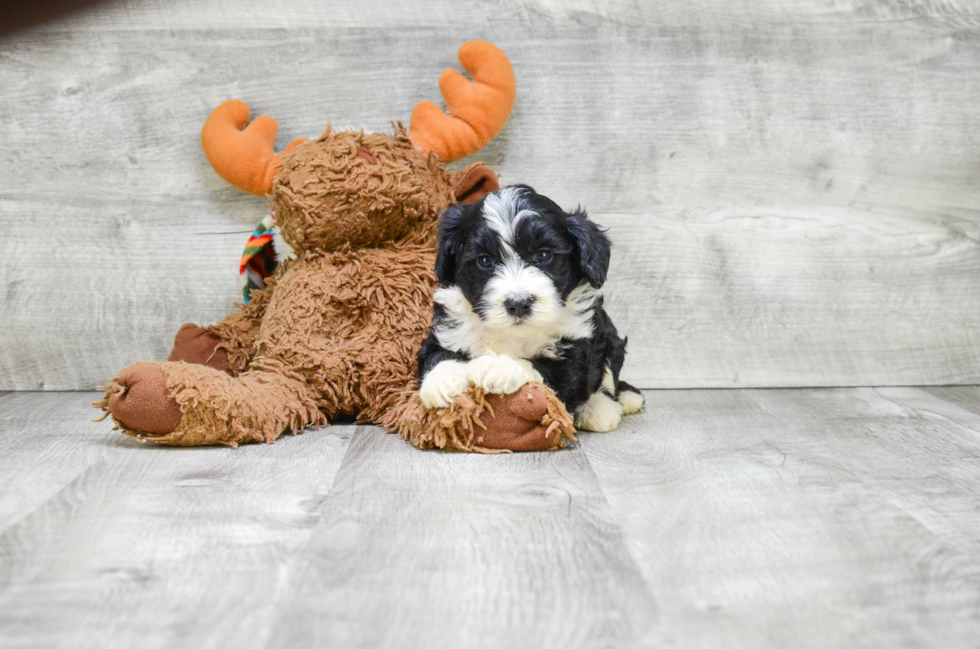 Funny Mini Bernedoodle Poodle Mix Pup