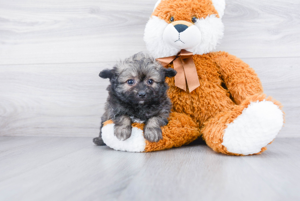 Fluffy Pomapoo Poodle Mix Pup