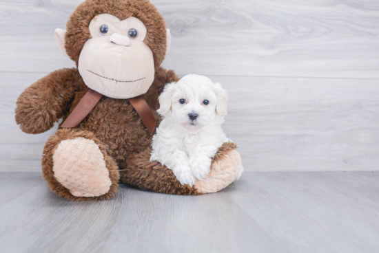 Cute Maltipoo Baby