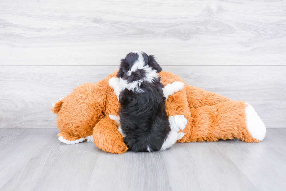 Best Mini Aussiedoodle Baby