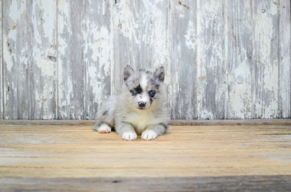 Popular Pomsky Designer Pup