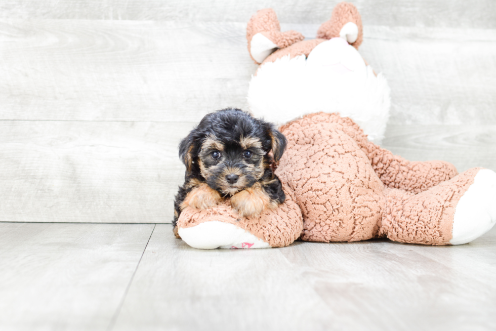 Friendly Morkie Baby