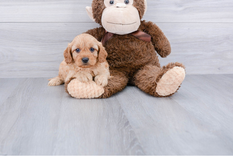 Best Cavapoo Baby