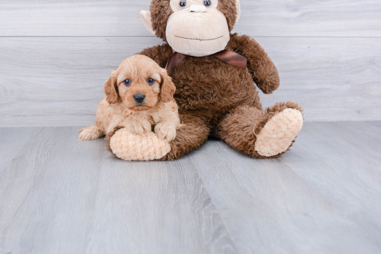 Best Cavapoo Baby