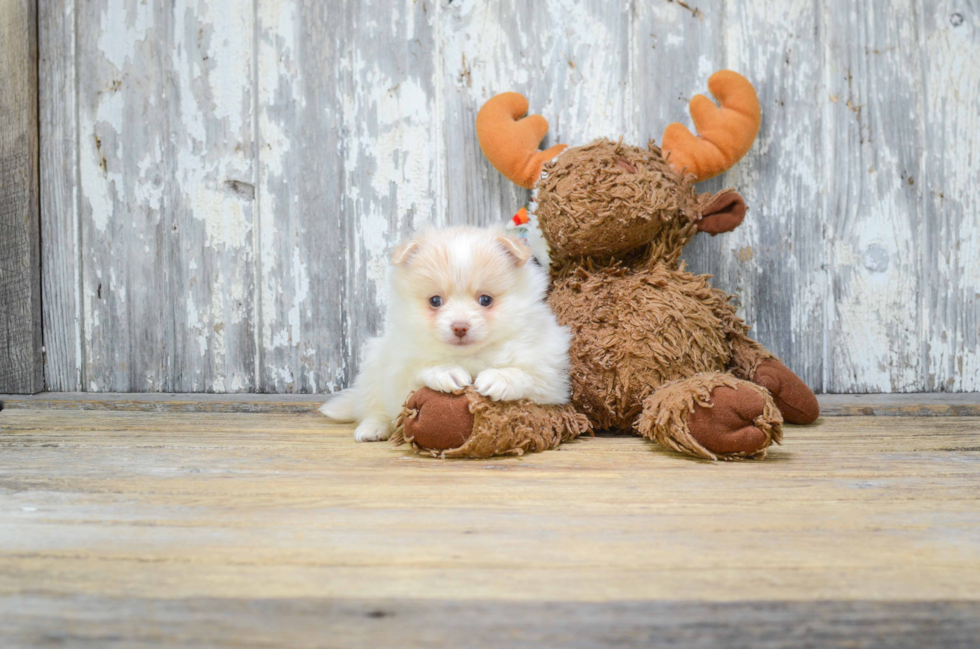 Funny Pomeranian Baby