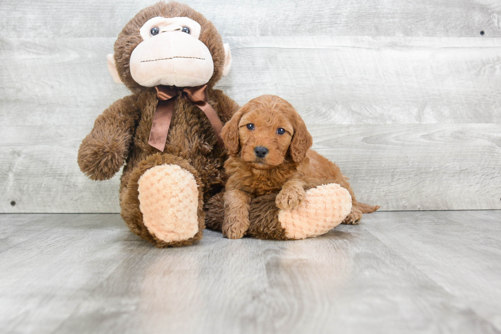 Best Mini Goldendoodle Baby