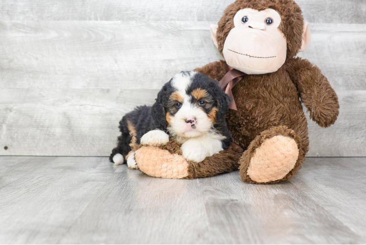 Mini Bernedoodle Puppy for Adoption