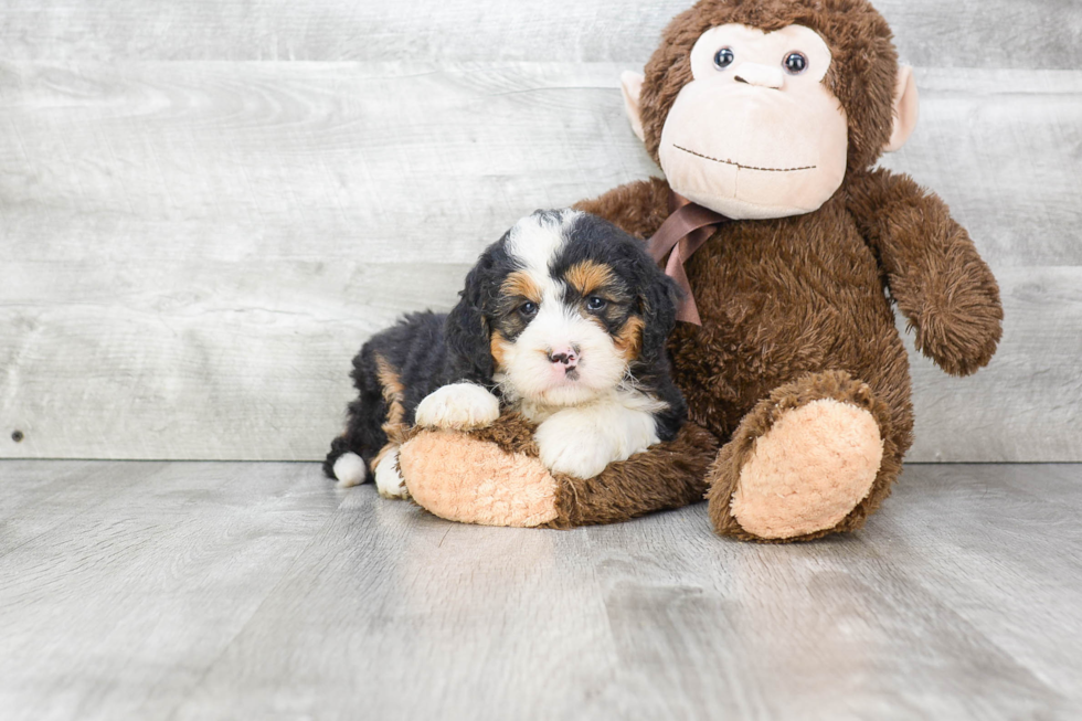 Mini Bernedoodle Puppy for Adoption