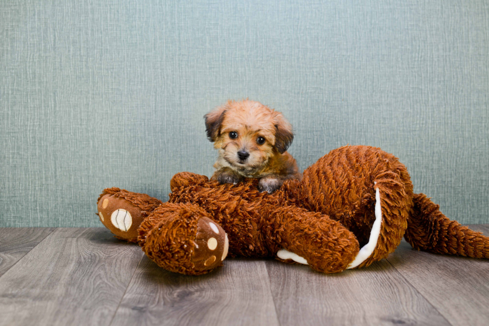 Morkie Pup Being Cute