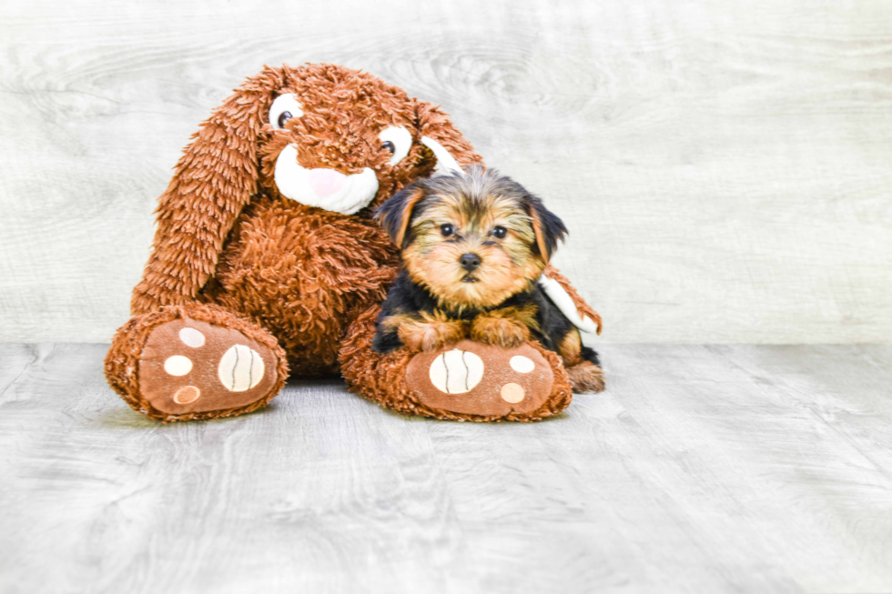 Meet Jeremy - our Yorkshire Terrier Puppy Photo 