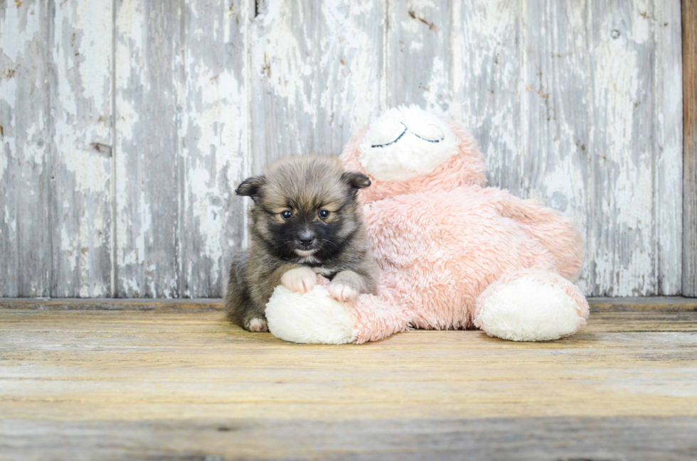 Pomeranian Pup Being Cute