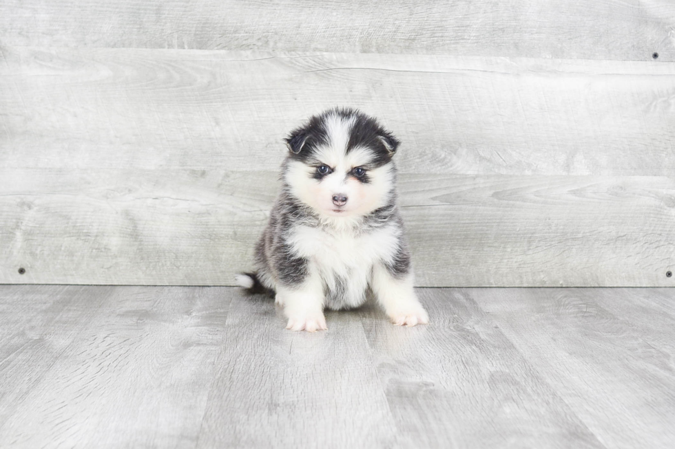 Pomsky Pup Being Cute