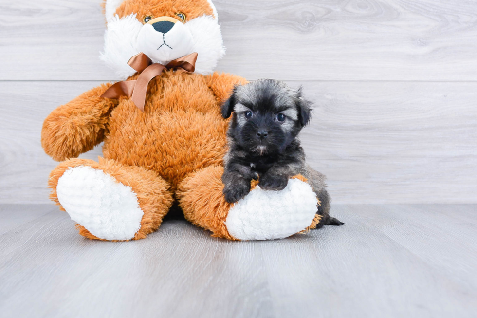 Havanese Puppy for Adoption