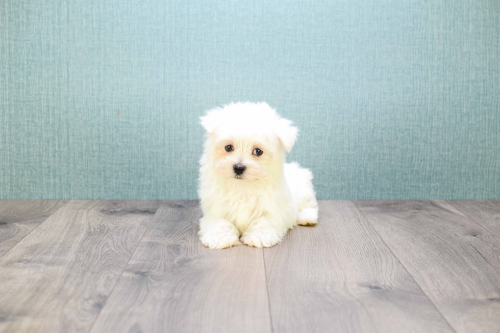 Maltese Puppy for Adoption