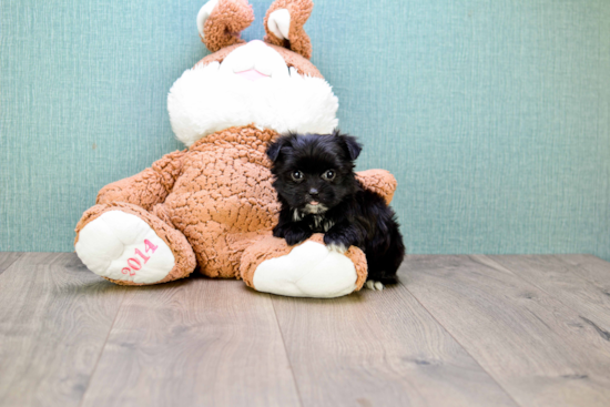 Friendly Morkie Baby