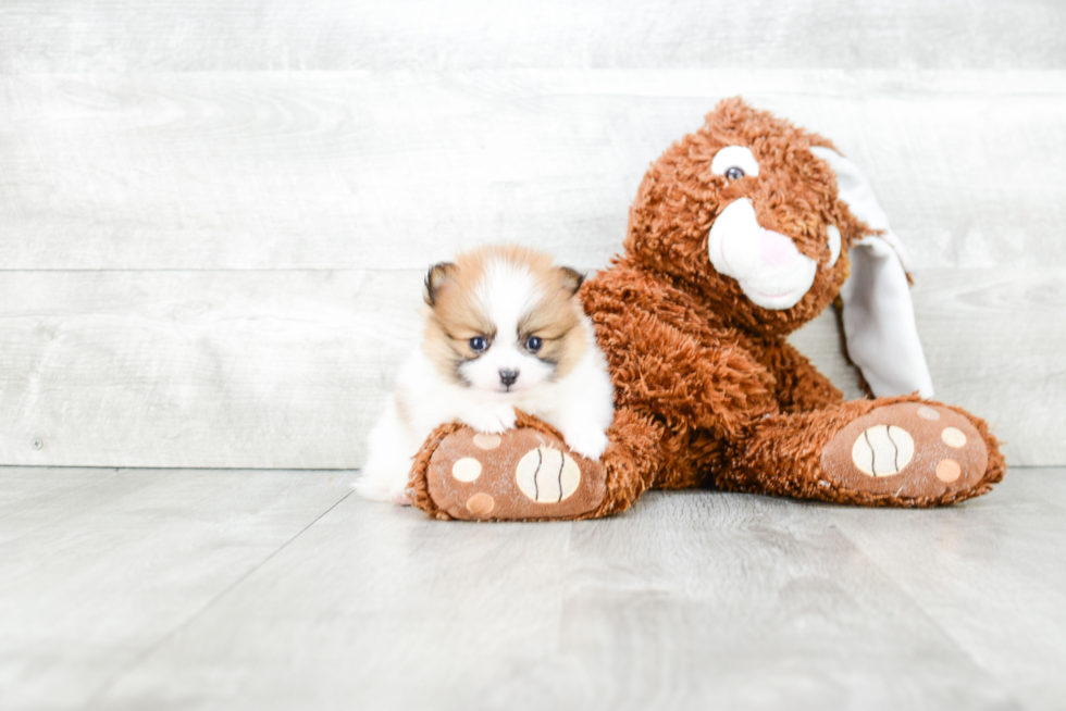 Akc Registered Pomeranian Purebred Pup