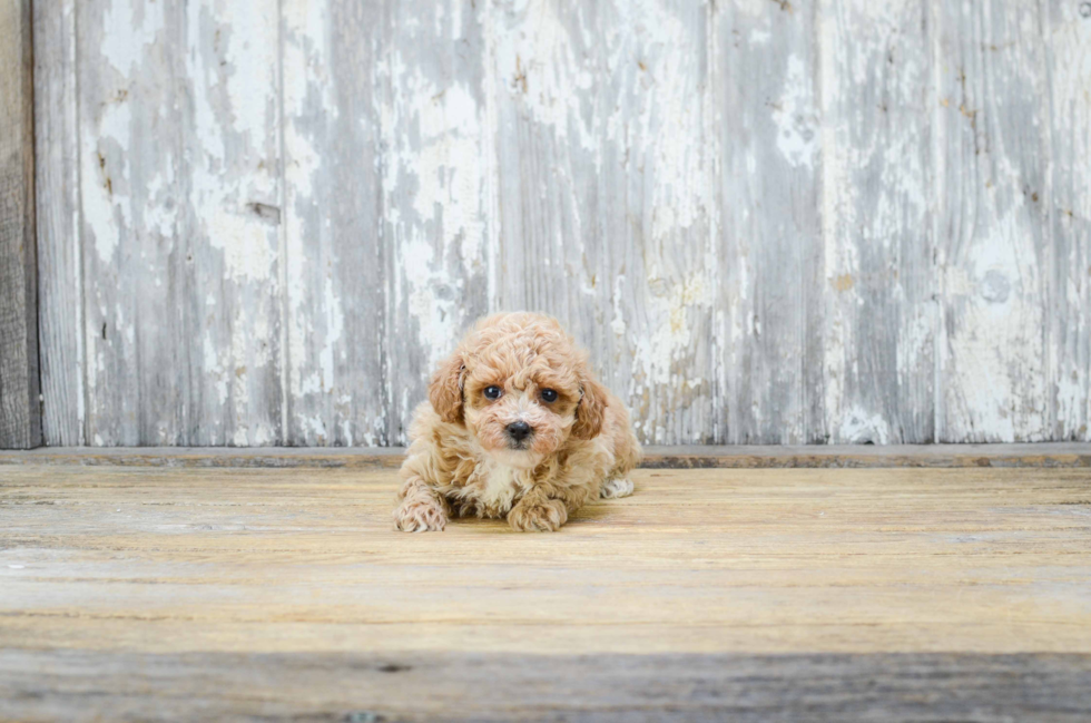 Poodle Pup Being Cute