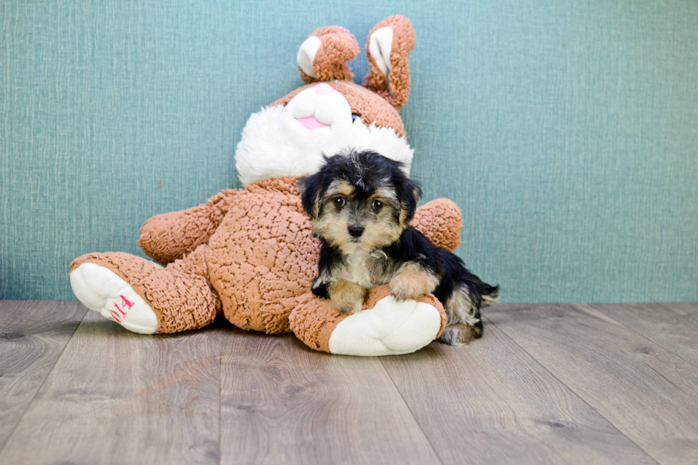 Little Yorkie Designer Puppy