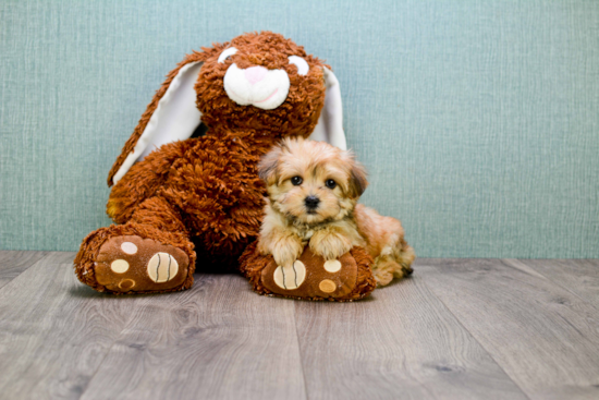 Morkie Pup Being Cute