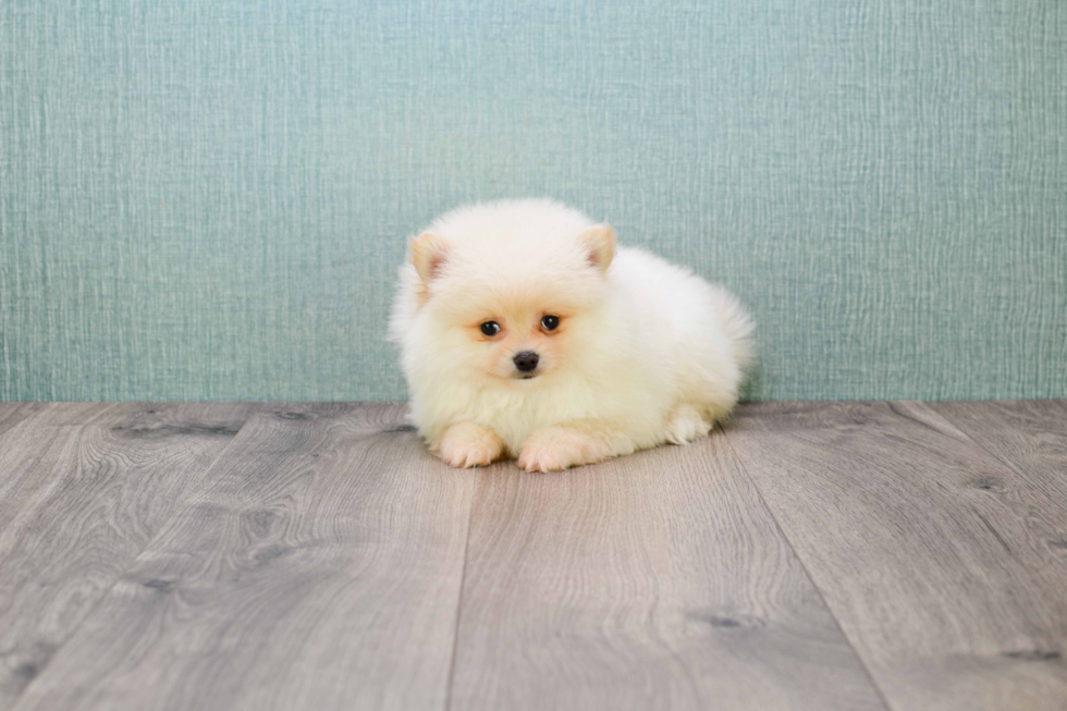 Best Pomeranian Baby