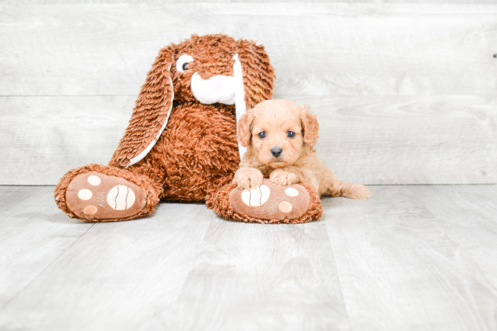 Fluffy Cavapoo Poodle Mix Pup