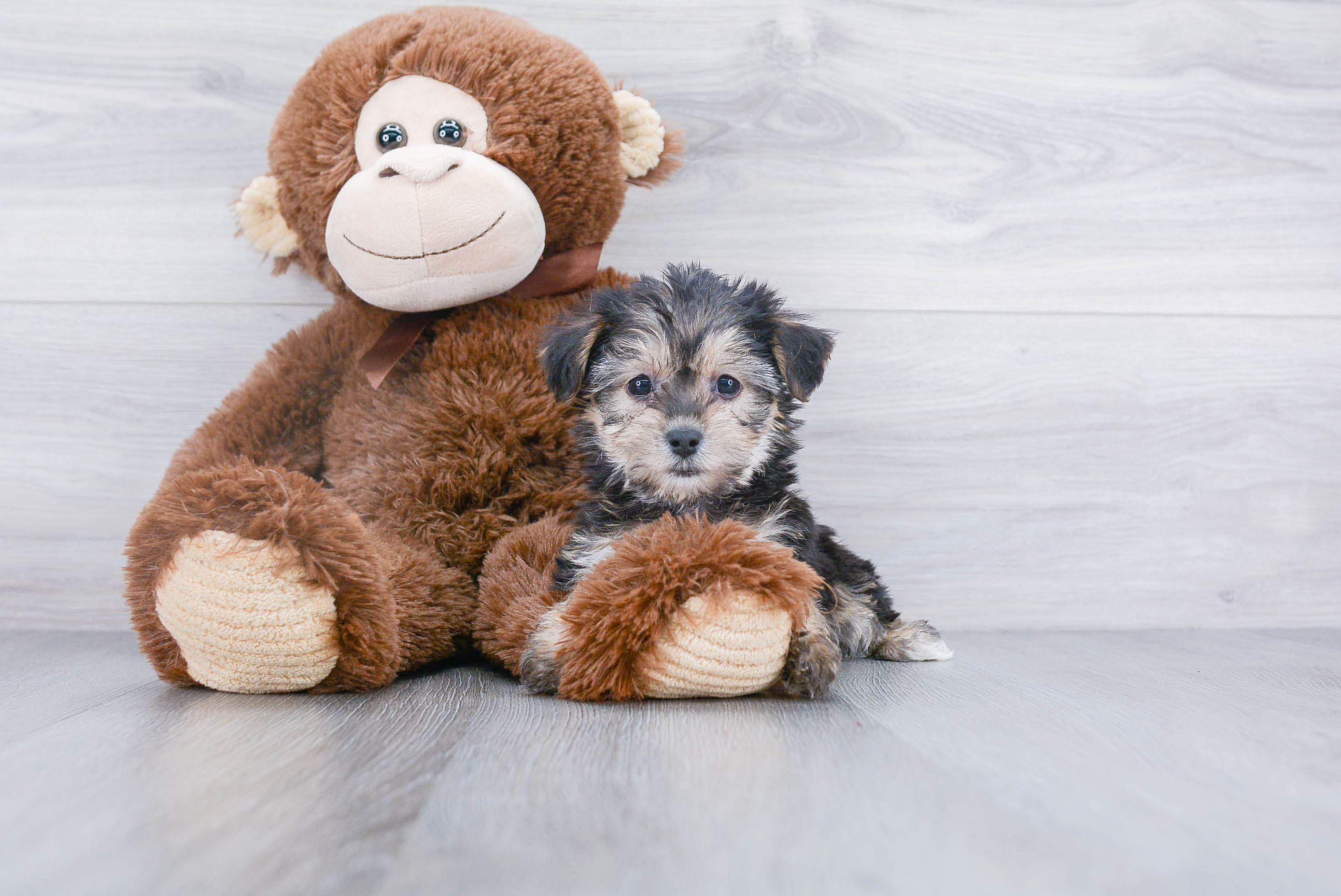 Best Morkie Baby
