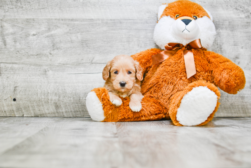 Energetic Golden Retriever Poodle Mix Puppy