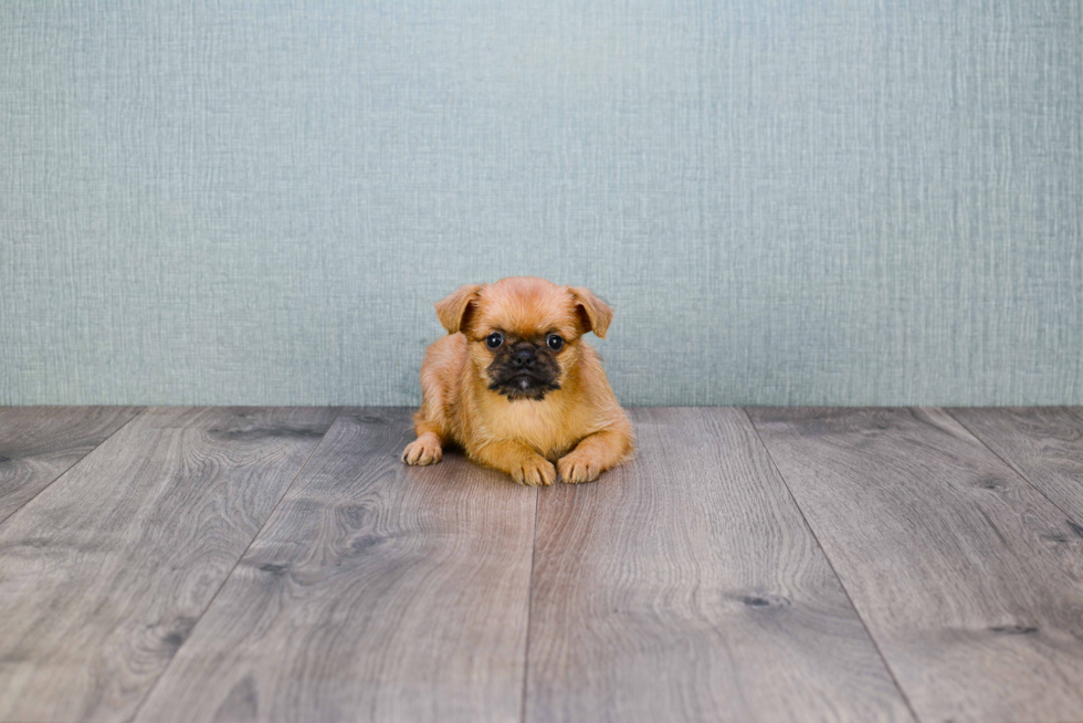 Cute Brussels Griffon Mix Pup